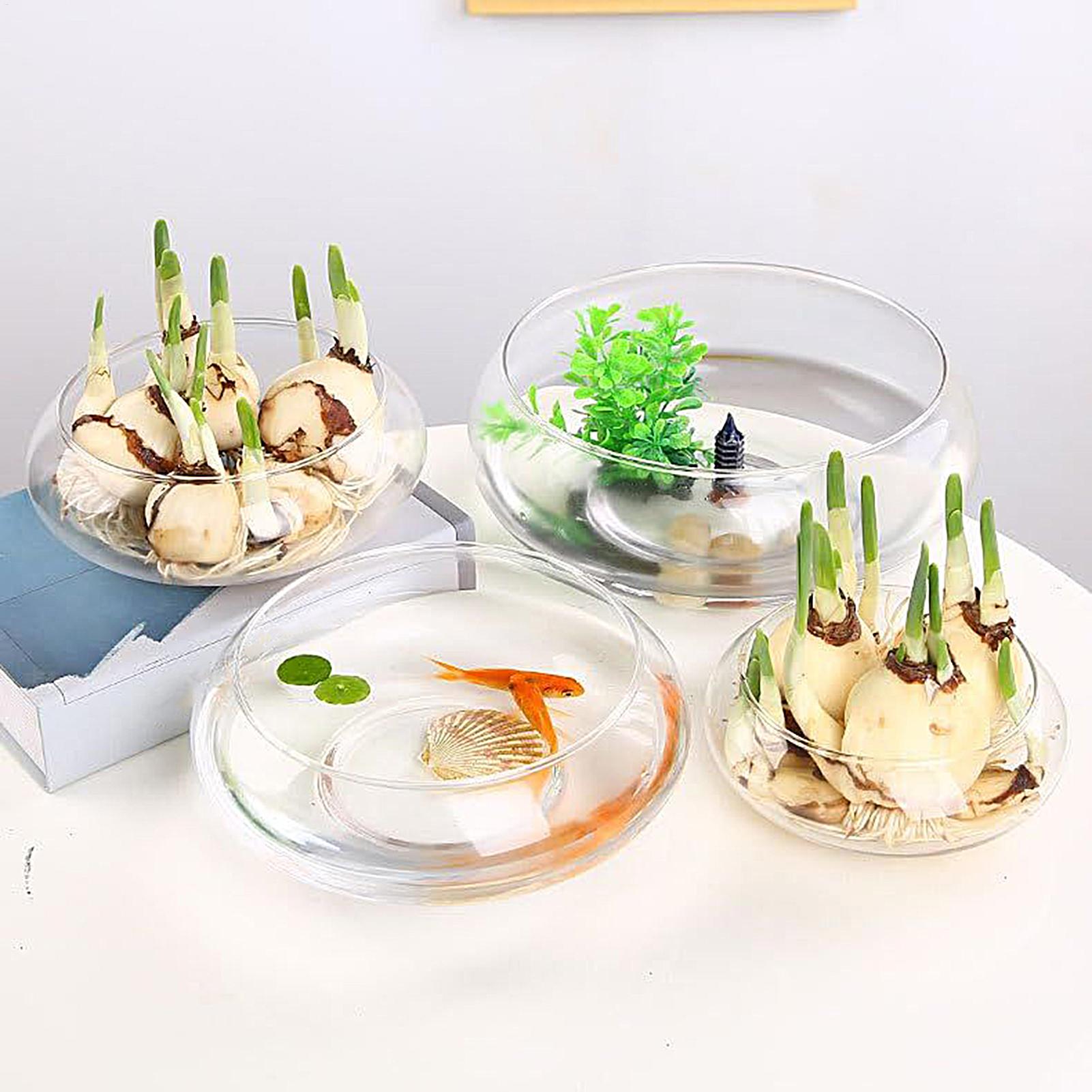 Aquarium Fish Small - Fish Glass Bowl Glass Large Hydroponics