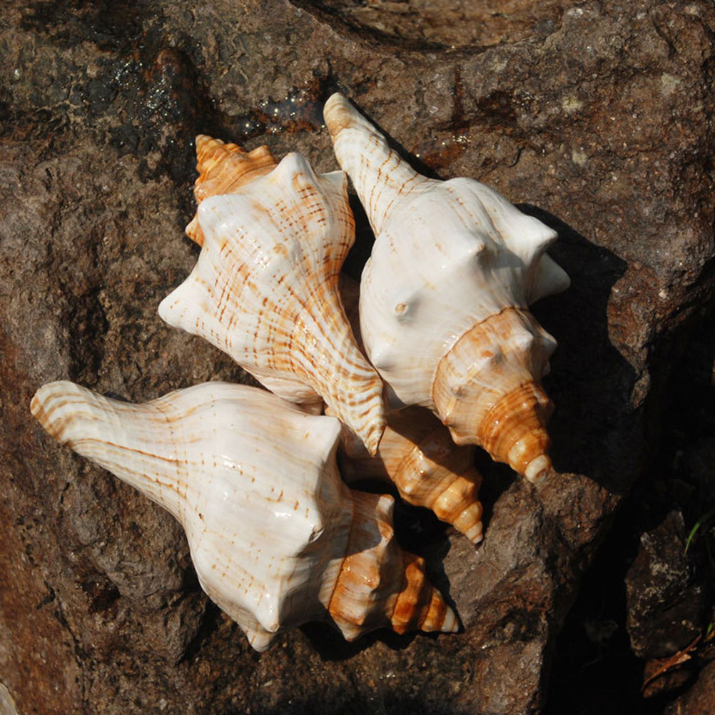 Aquarium Fish Gallery - Decorative Conch Shell for Aquarium Fish