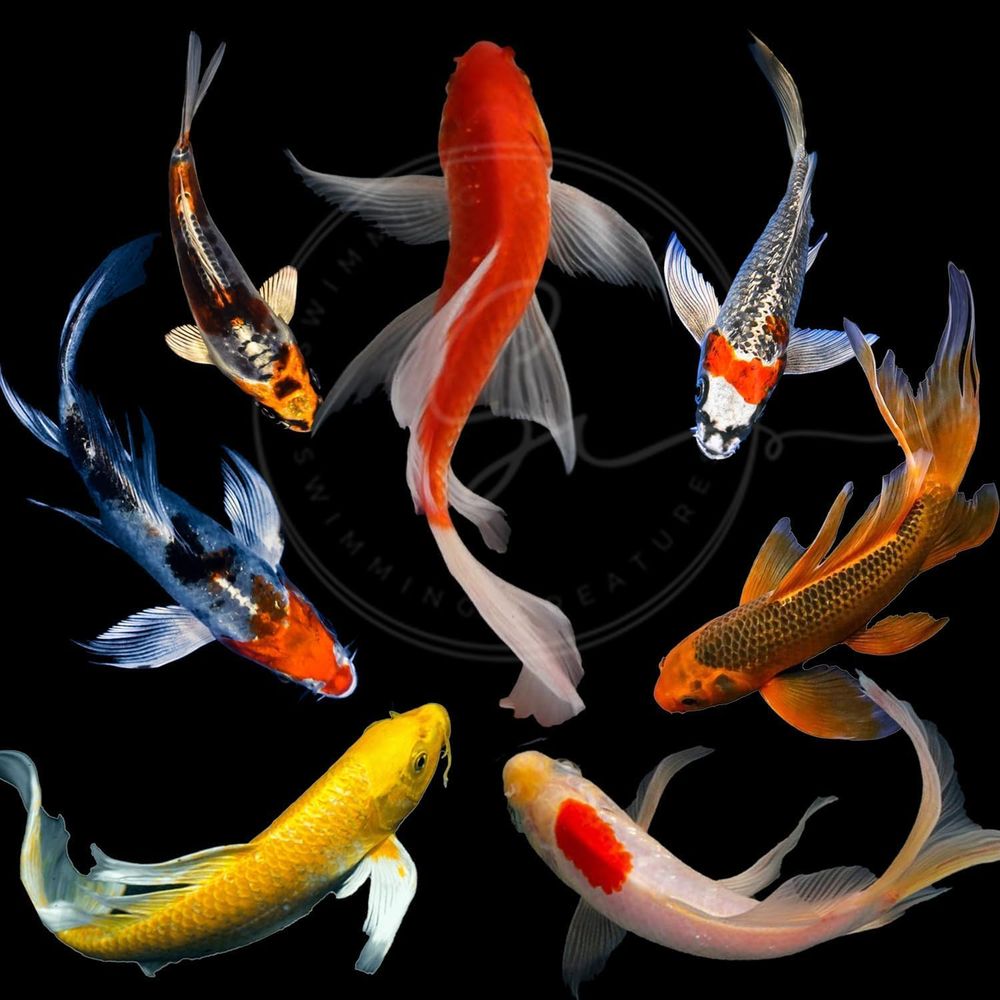 Assorted Colors Live Koi Fish  - Aquarium Fish Koi avaliação e preço