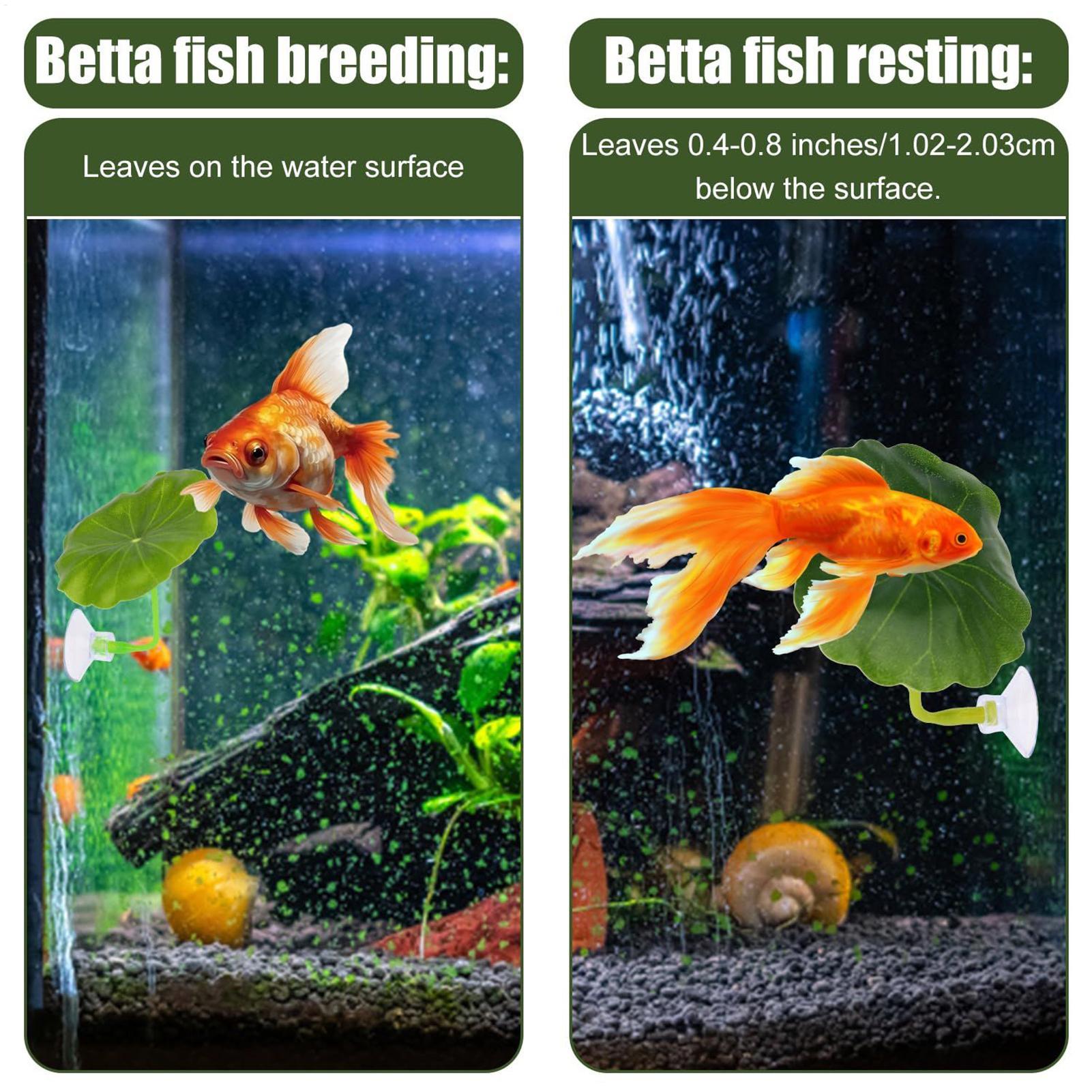 Betta Fish Hammock 5 Pieces Ad - Fish Toys For Aquarium avaliação e preço
