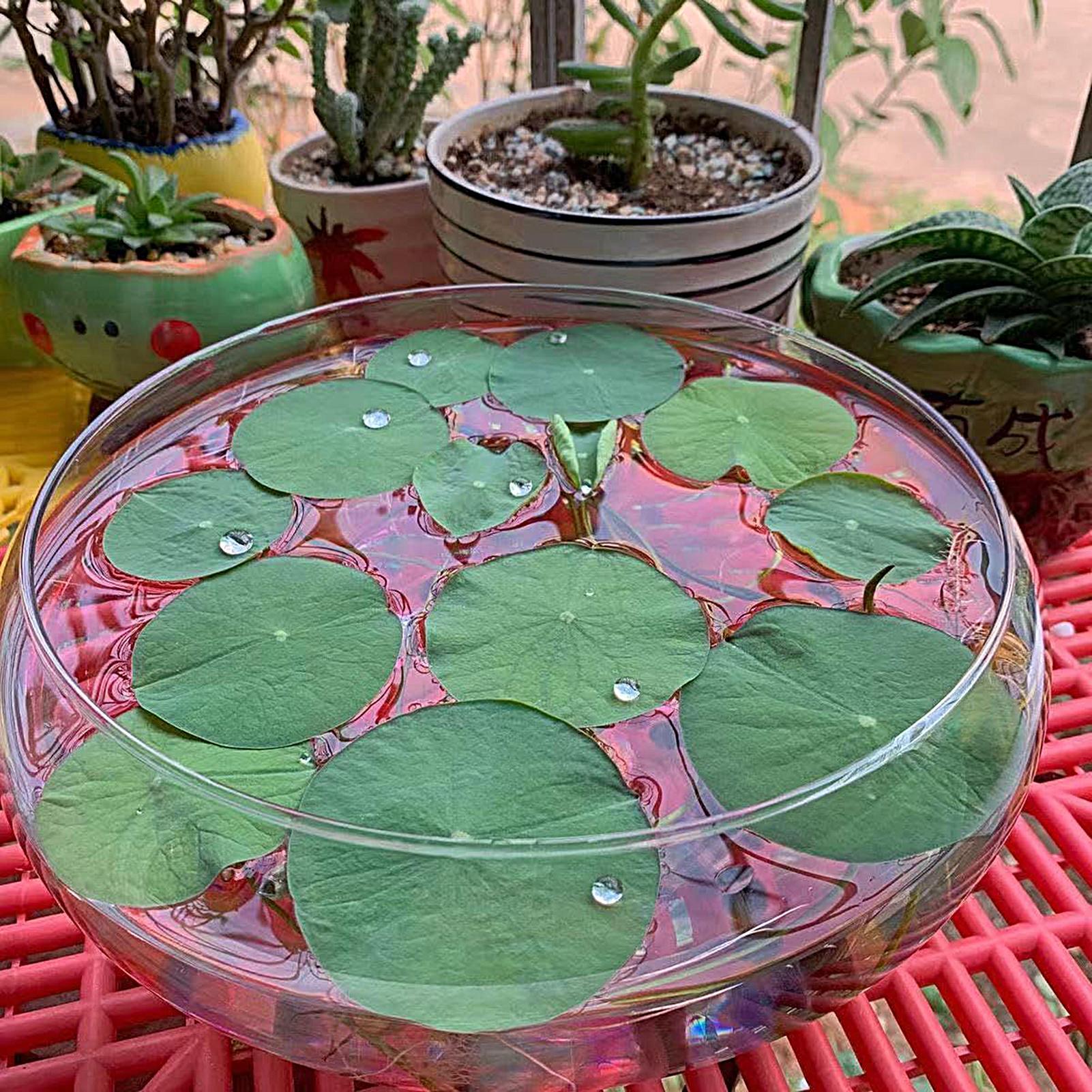 Fish Glass Bowl Glass Large Hy - Aquarium Fish Small avaliação e preço
