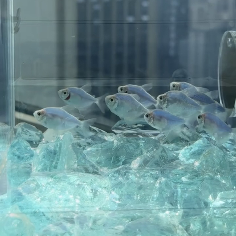 Natural Crystal Stone Angel De - Aquarium Fish Angel avaliação e preço