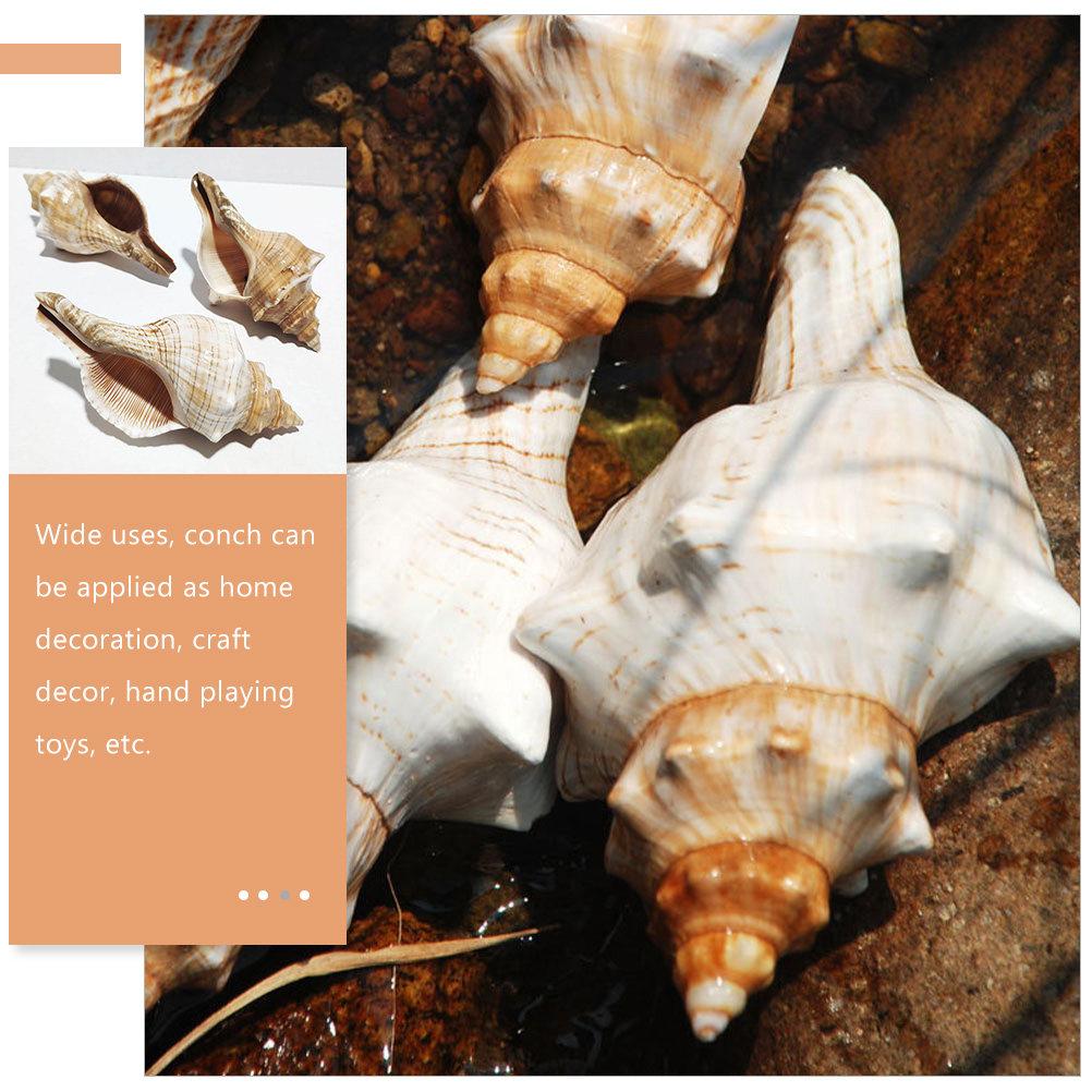 Decorative Conch Shell for Aqu - Aquarium Fish Gallery avaliação e preço