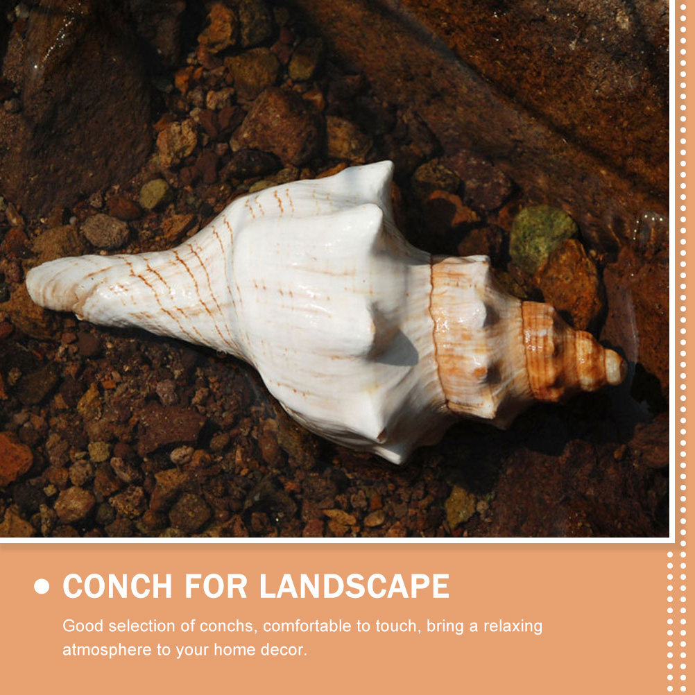 Decorative Conch Shell for Aqu - Aquarium Fish Gallery avaliação e preço