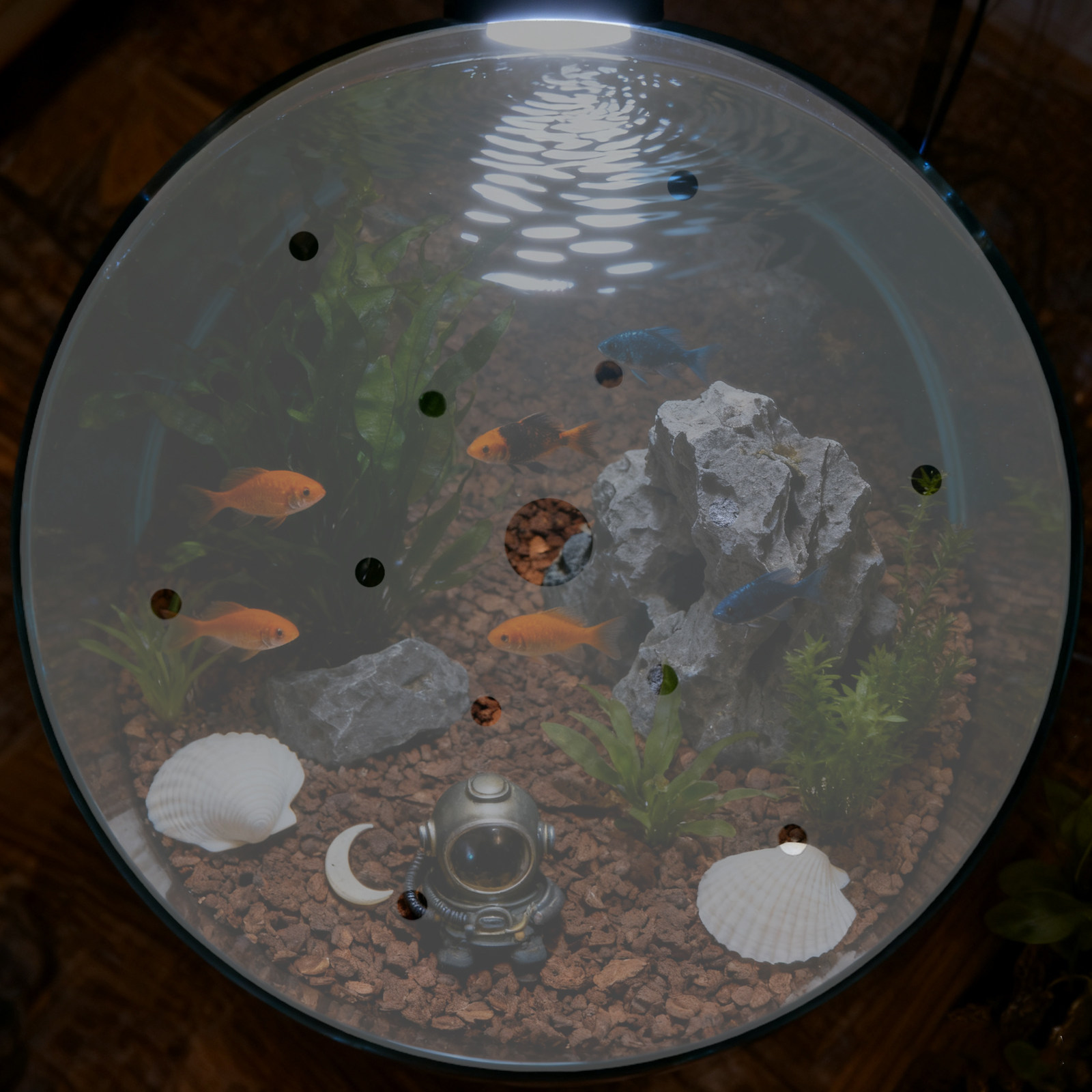 7 Inch Round Acrylic Fish Tank - Aquarium Fish In Bowl avaliação e preço