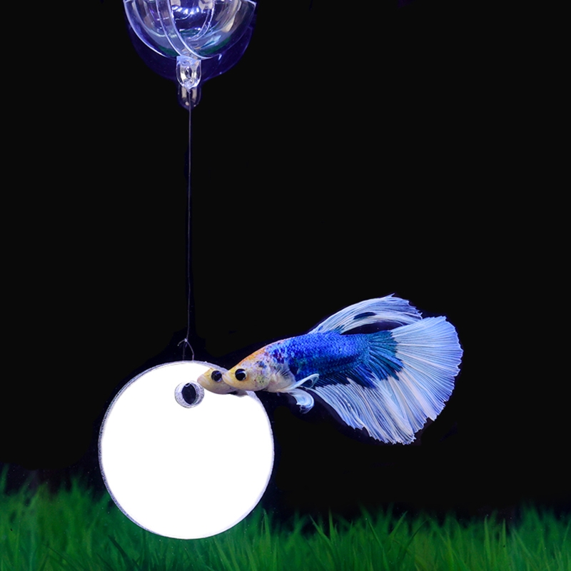 Fish Exercise Mirror Promotes  - Fish Toys For Aquarium avaliação e preço