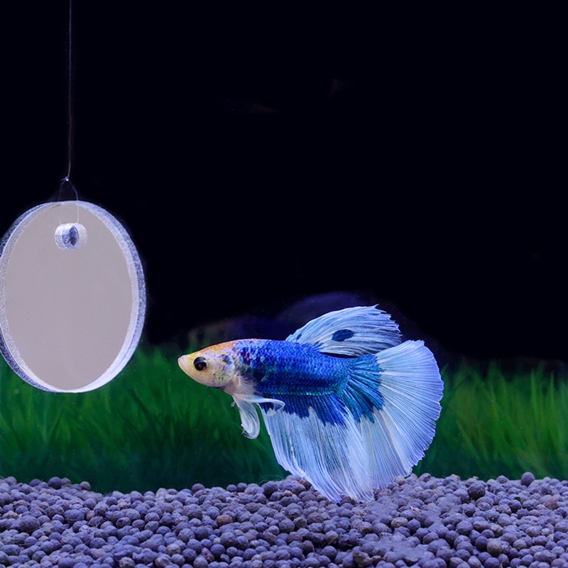 Fish Exercise Mirror Promotes  - Fish Toys For Aquarium avaliação e preço
